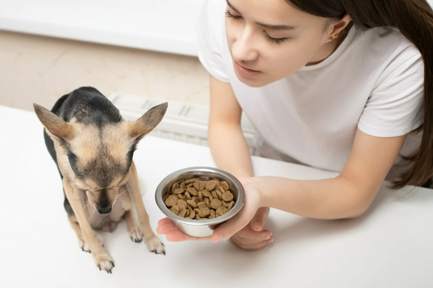 Dog refusing to eat a meal being held out by their owner